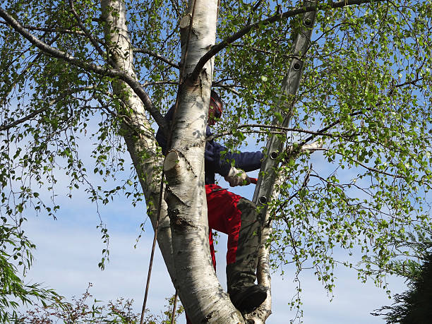 How Our Tree Care Process Works  in  Chattahoochee Hills, GA