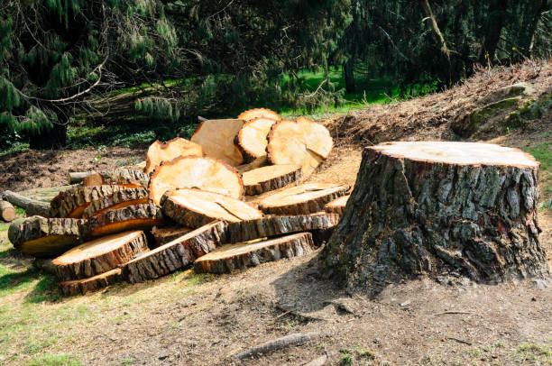 Professional Tree Removal Services in Chattahoochee Hills, GA